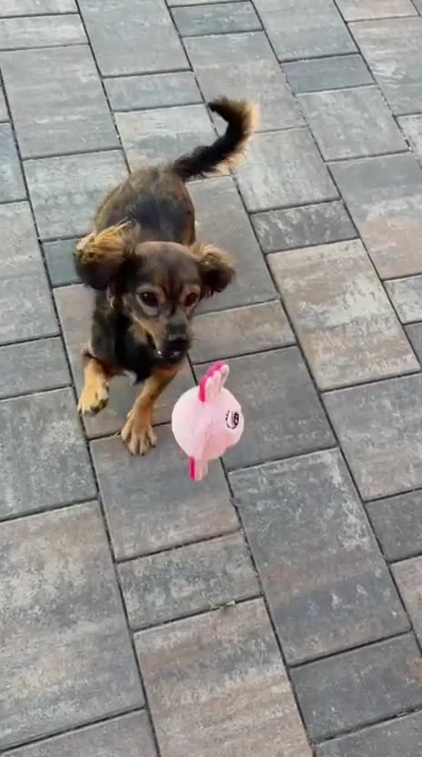 Vídeo: un perro jugando con Bubbles